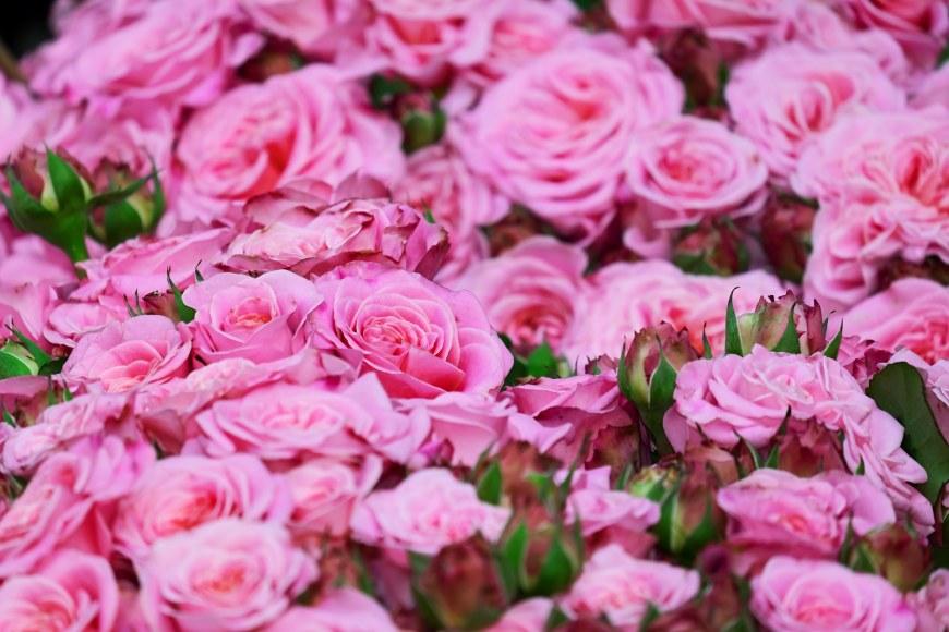 Vaaleanpunaiset ruusut_Pixabay