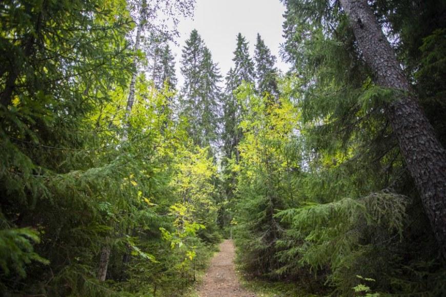Metsä ja polku / Woods with a path.