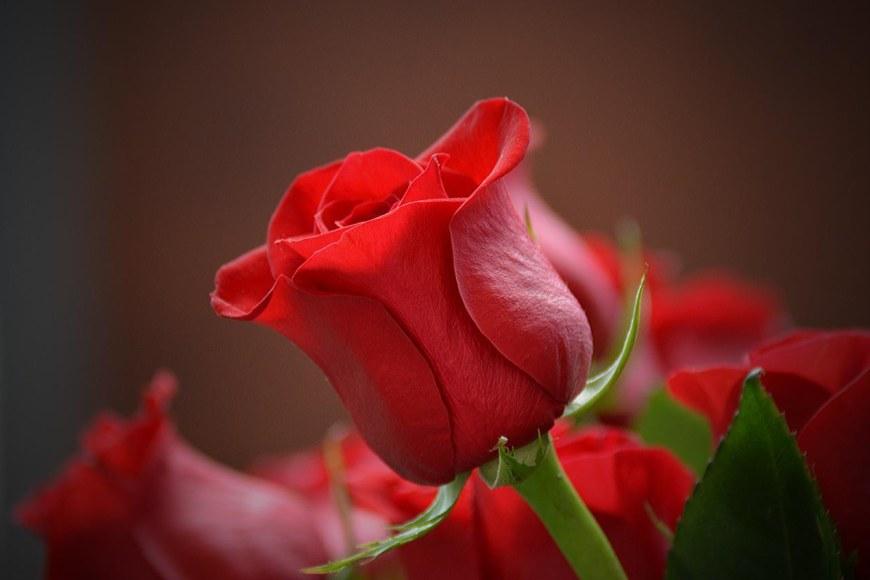 Yksi punainen ruusu.