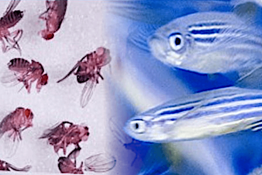 Image of drosophila and zebrafishes