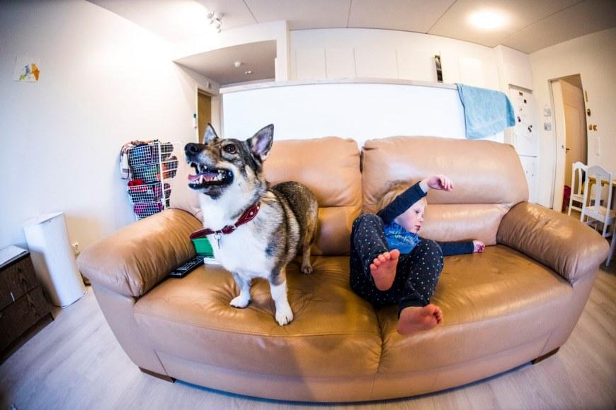 Koira ja lapsi sohvalla