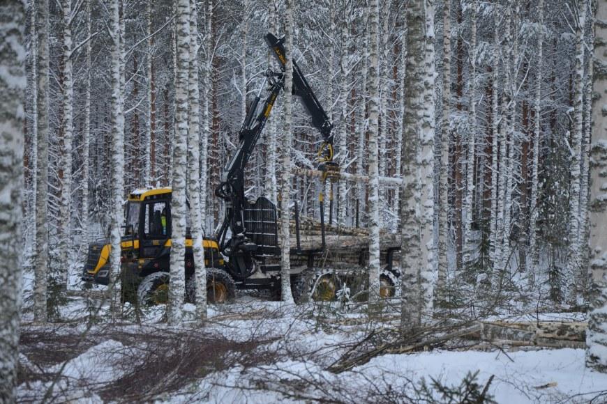 Forest harvesting: forwarder in actions