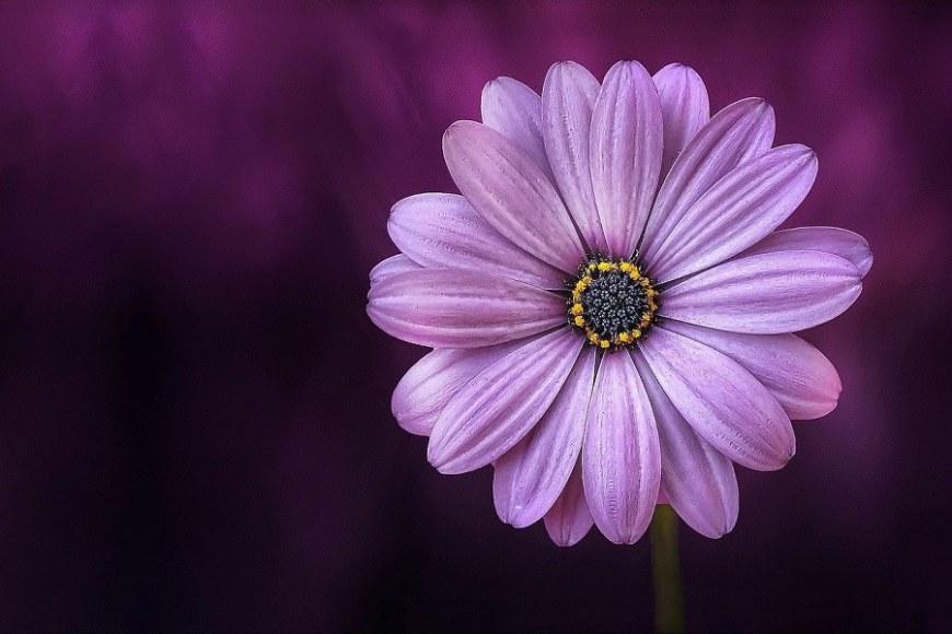 violet flower.