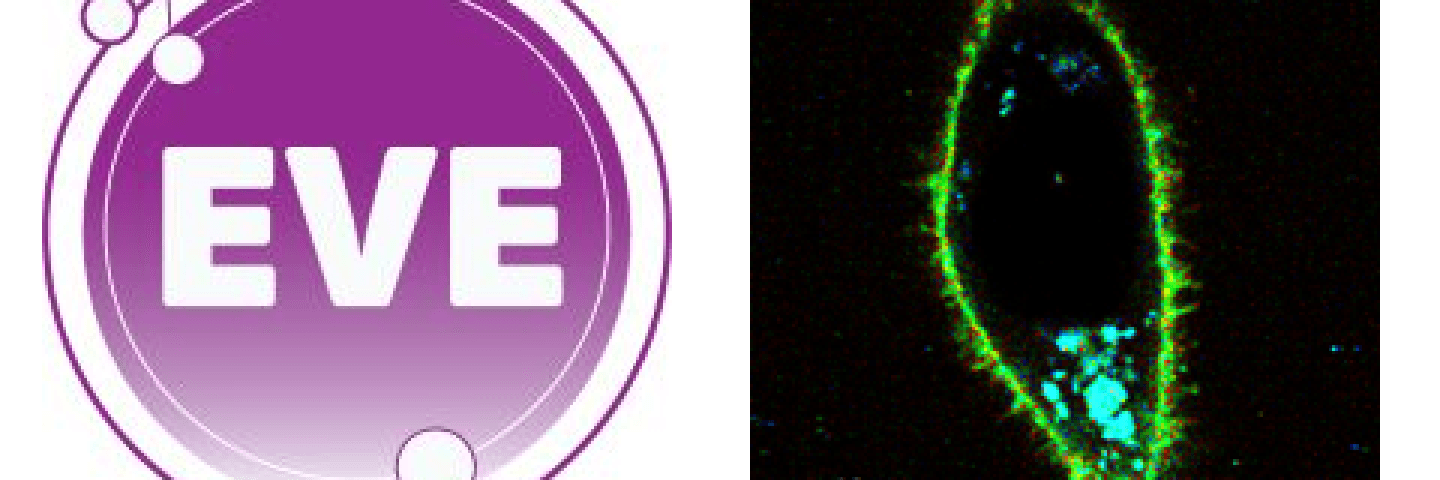 EVE logo and FLIM imagge of a cell