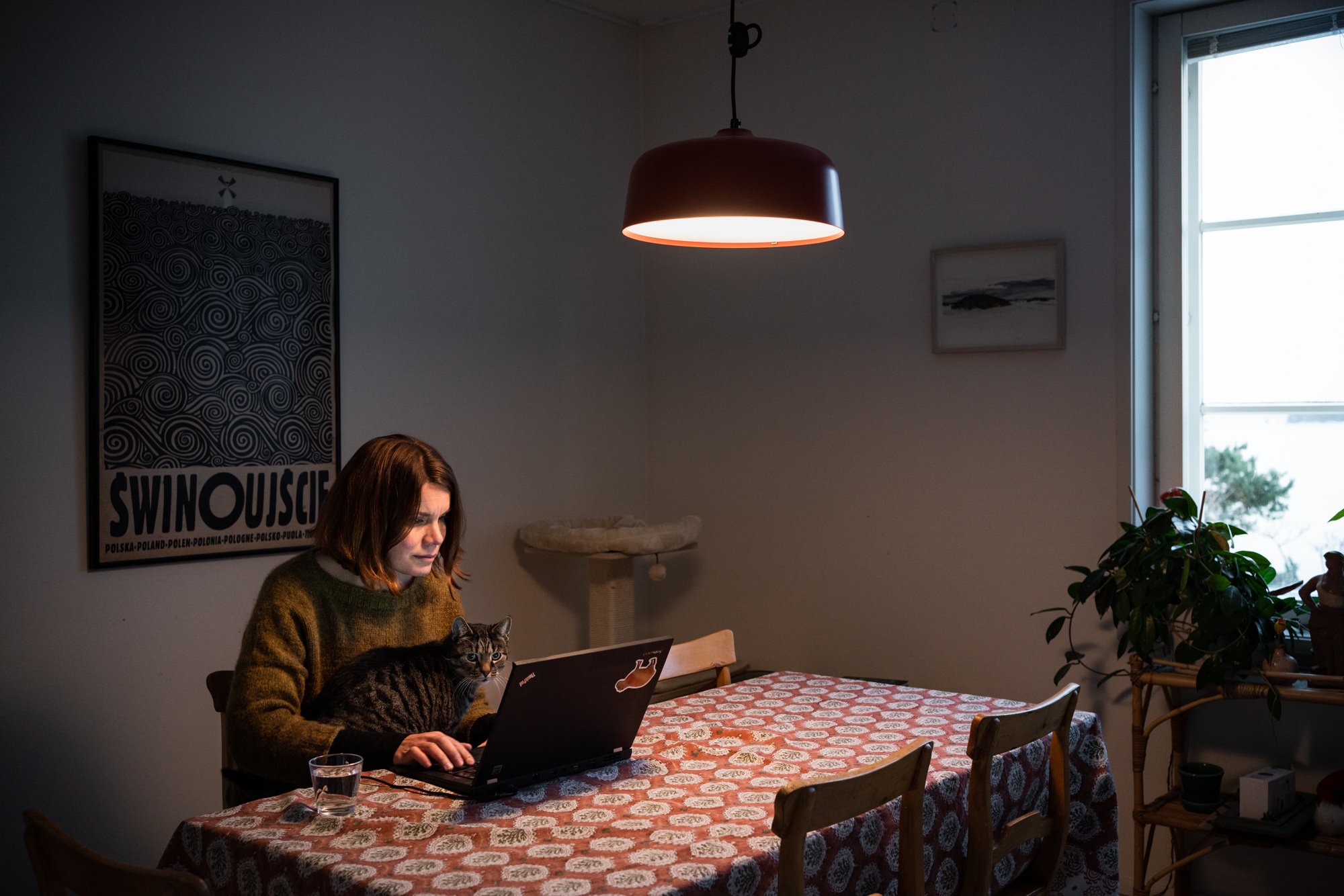 Naisoletettu työskentelee kannettavalla tietokoneella ruokapöydän ääressä kissa sylissään.