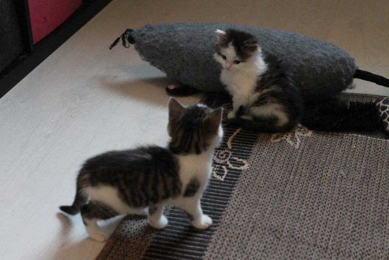 Pörröiset, valkoharmaankirjavat kissanpennut, Matcha ja Chai, katselevat toisiaan.