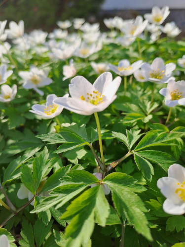 Kukkivat valkovuokot.