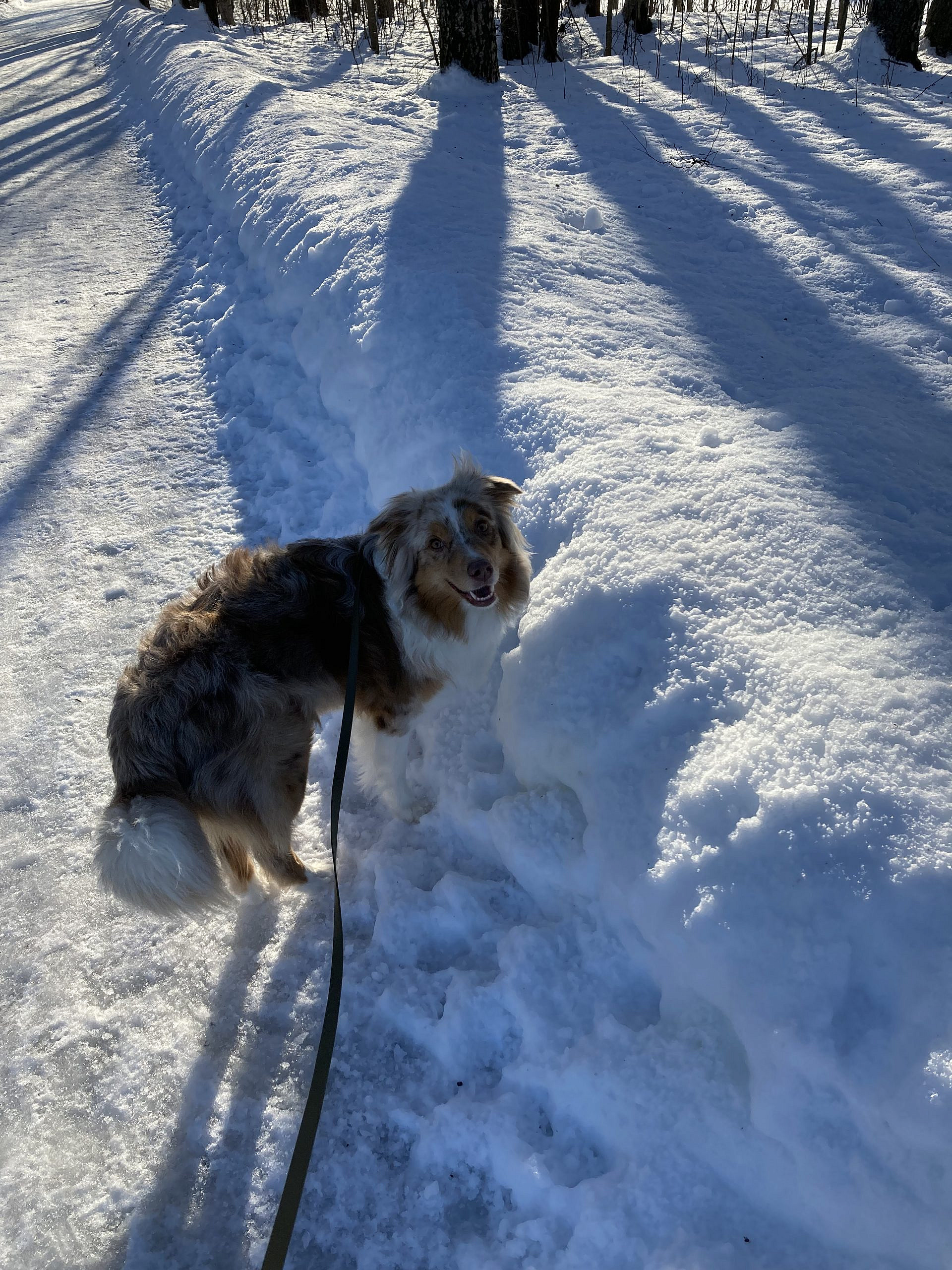 A Dog’s Life? A Review of Playing Classic Dog-Based Games with a 3-Year Old Australian Shepherd