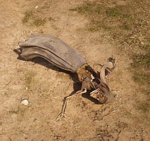 Woman's skeleton with a donkey head