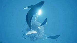 three blue whales and the sparkling sun from below the ocean